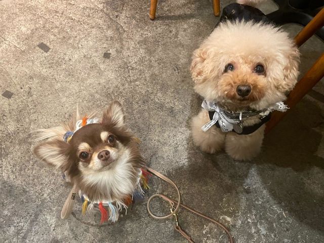 沢山のワンちゃんがご来店されてます。_焼肉 賢