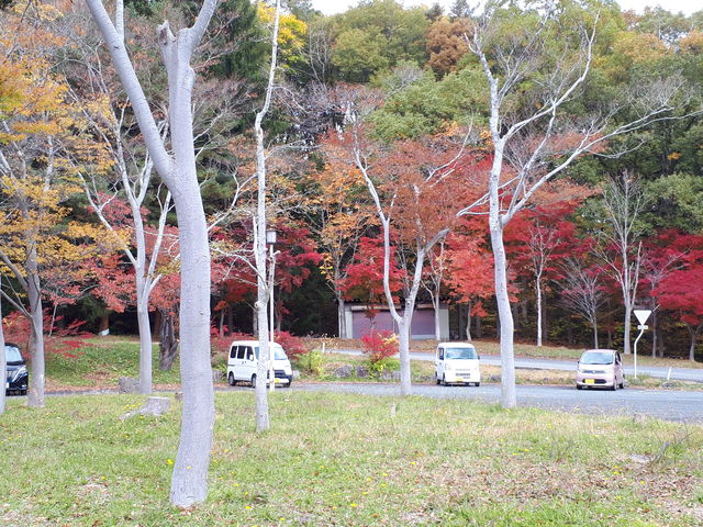 緑の木々も映える_県民の森