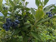 セロリさんの角田農園の投稿写真2