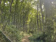 シンヤさんの鋸山・栖吉登山口の投稿写真1