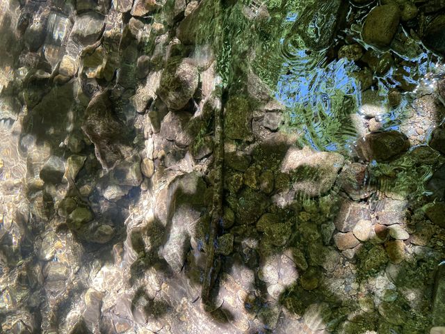 水鏡_森とひとと木