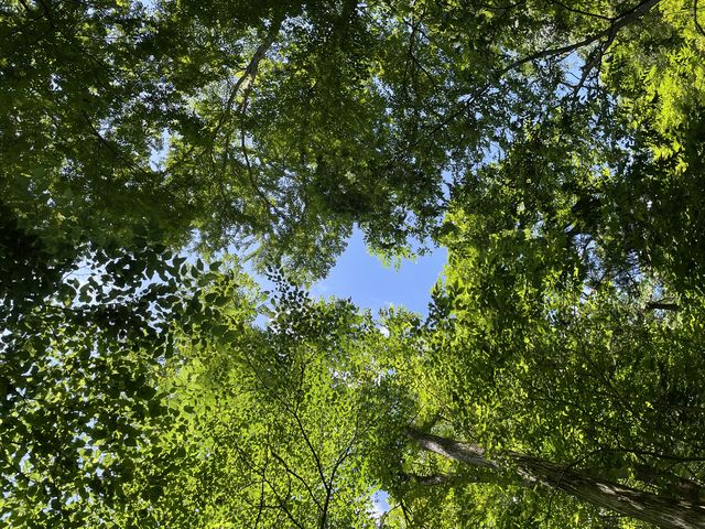 木もれ日が綺麗_森とひとと木