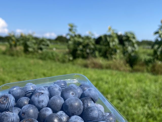 青空の下で収穫できました!_ソラノネ紀伊國屋