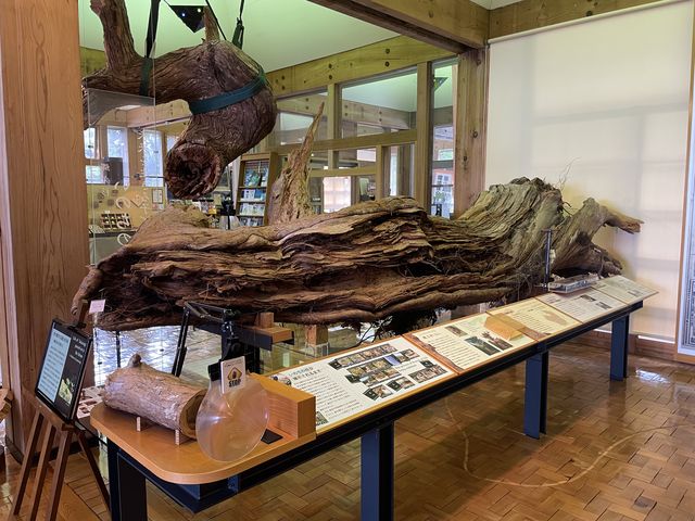 屋久杉の展示と説明_屋久島町屋久杉自然館
