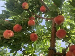 れじさんの御坂農園グレープハウスへの投稿写真1