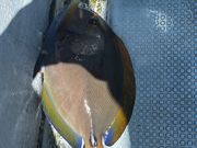 楊さんのたえ丸の投稿写真3