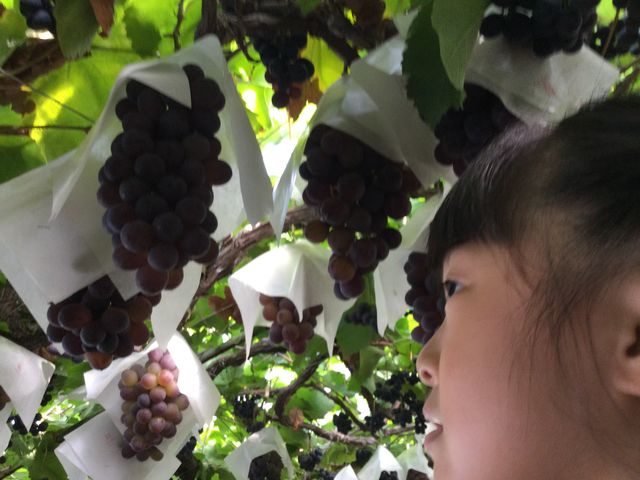 子どもも目移りするくらいのぶどう_まるかん農園(柏原市観光ぶどうセンター横尾支部)