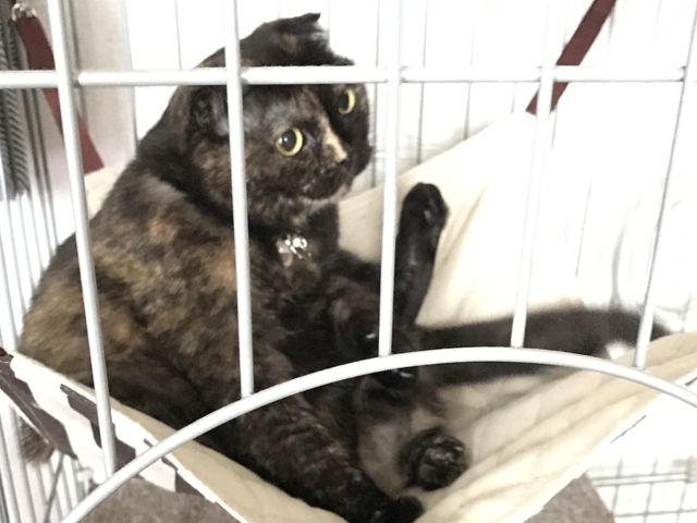 比較のご参考になればと持参した写真を貼ります。
気軽に参加出来る素敵なお教室でした。_乃澤叶子羊毛教室