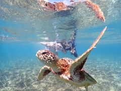 なおとさんのOkinawa tripsへの投稿写真1
