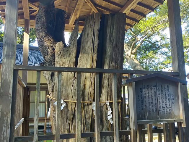 御神木の宿り木_泉神社