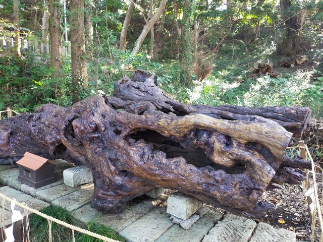 泉龍木_泉神社