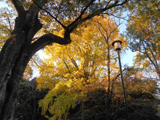三嶋大社 神鹿園