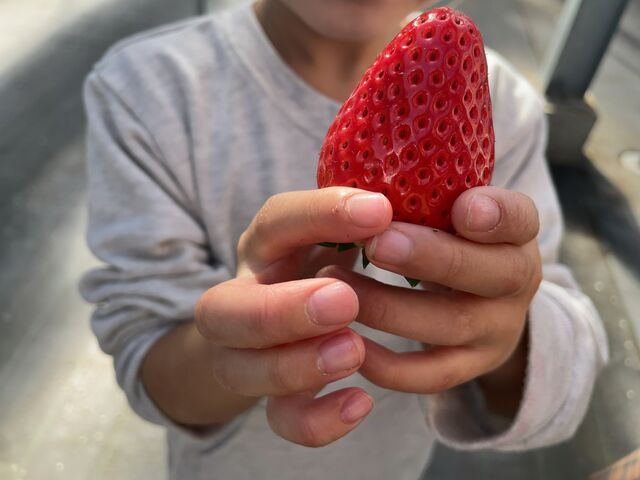 大ぶりのイチゴが美味しかったです!_Fraise