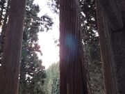 液体脳味噌さんの月山神社の投稿写真3