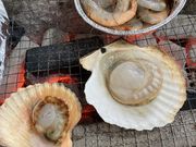 nekonoshippoさんの竹崎海産の投稿写真3