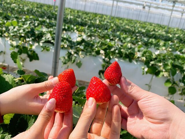 キレイなハウスで友達と_アイエスアグリ いちごの丘