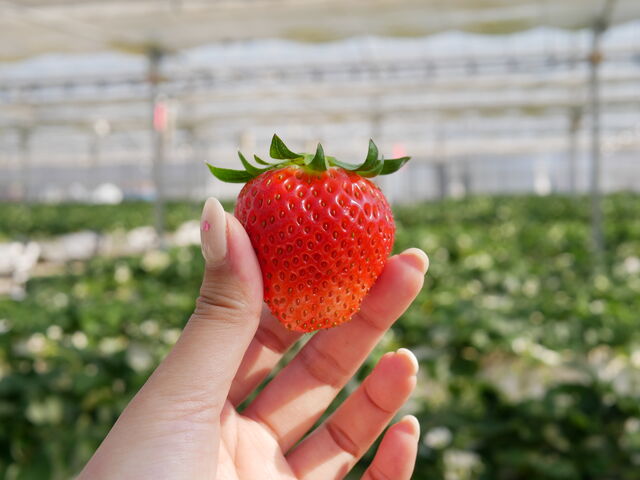 甘くておいしい!_アイエスアグリ いちごの丘