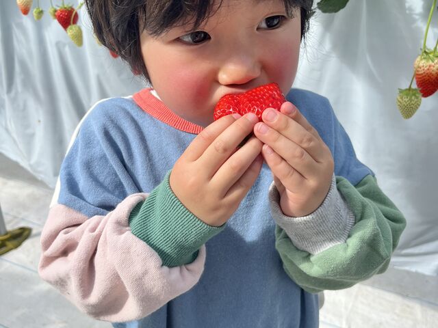 子どもの手のひらサイズぐらい大きな紅ほっぺ_goone5