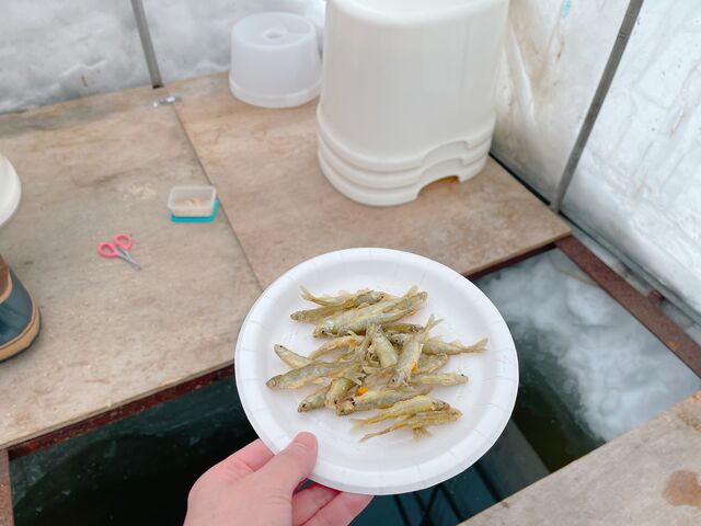 天ぷらにして頂きました!_匠・TAKUMI工房