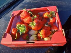 ゆーさんの野口英雄イチゴ園への投稿写真1