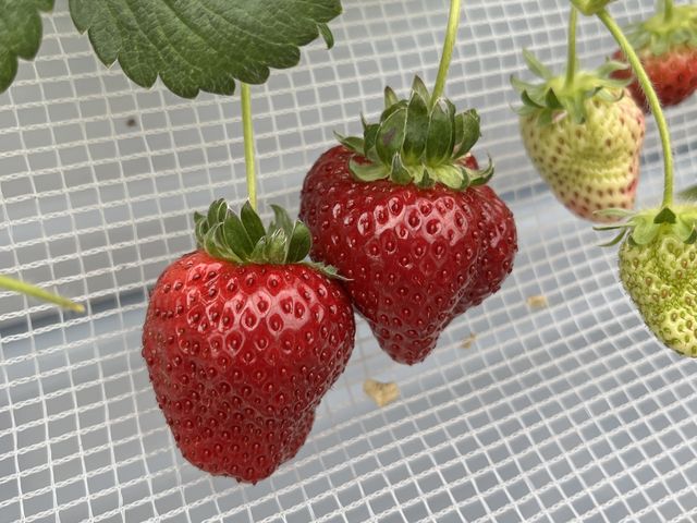 大きいいちごです_七夕いちご園