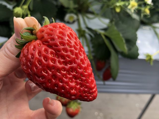 大きないちご_ファーマシア久保
