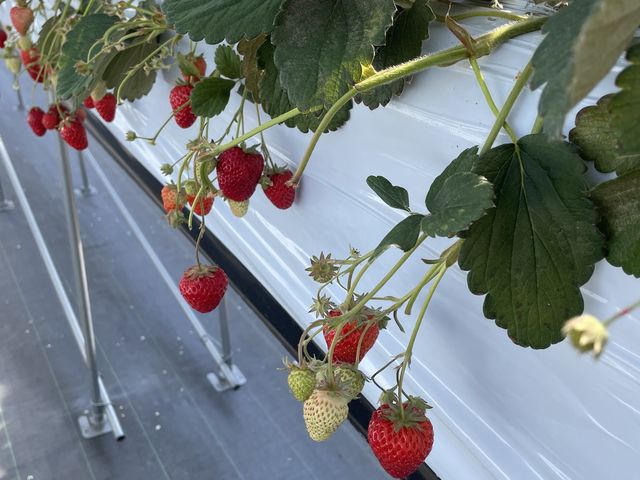 とても甘くて美味しい_Sekiyado Berry