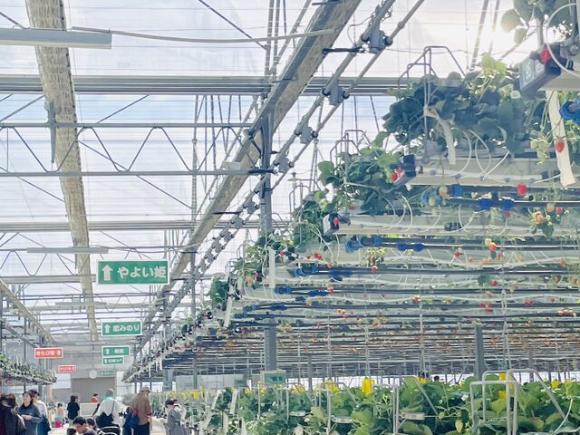 施設内の様子_いちご空中農園いわた