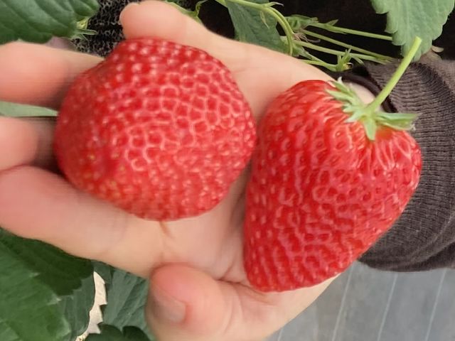 手のひらに二つしかのりません_小林いちご園