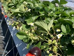 SHINJO FARMの写真2