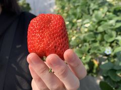 みなさんの向後いちご園への投稿写真1