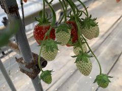 みなさんの向後いちご園への投稿写真2