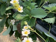 みなさんの向後いちご園への投稿写真3