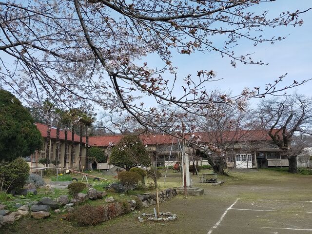 校庭の桜_旧・小川町立小川小学校 下里分校