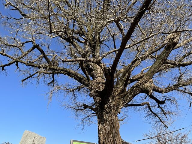 Shotaさんのお葉付公孫樹の投稿写真1