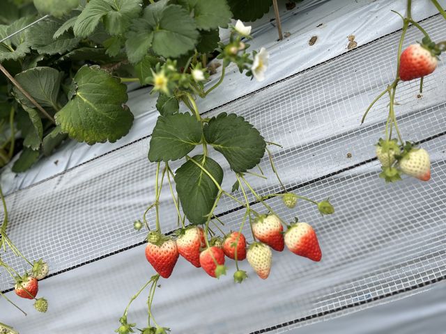 積みやすくて良かったです。_ハッピー農園