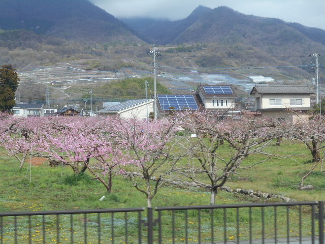 トシローさんの桃の花の投稿写真1