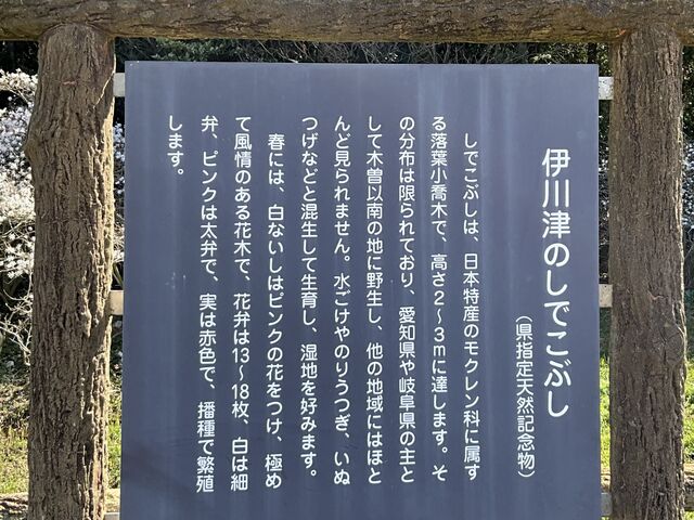 伊川津のシデコブシ