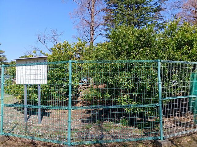 のりゆきさんの家康公お手植のミカンの投稿写真1