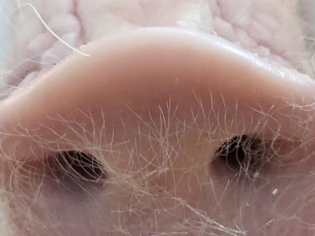ブタちゃんの鼻_俺の金の焼き芋