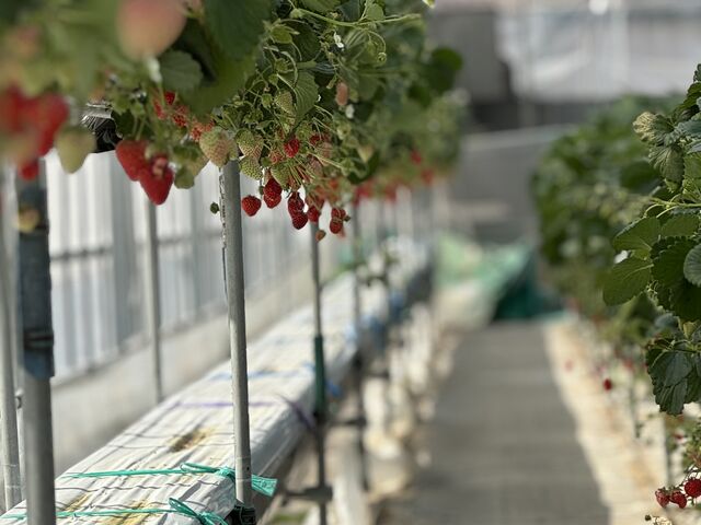 選び放題でした。_塩田東山観光農園