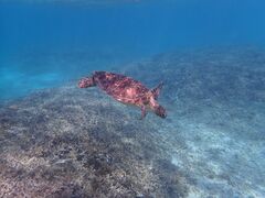 リロちゃんさんのマリンヴィレッジ奄美への投稿写真2