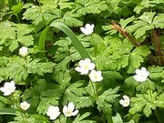 あきぼうさんのカタクリとニリンソウの里の投稿写真1