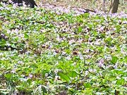 あきぼうさんのカタクリとニリンソウの里の投稿写真3