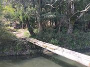 あきぼうさんのカタクリとニリンソウの里の投稿写真4