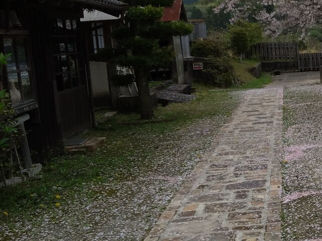 桜_志田焼の里博物館