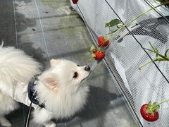ちゃんれいさんのフルトリエ 中村果樹園への投稿写真1