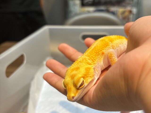 手の上にのせてもらえました_爬虫類カフェ Locus ELLE