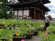 いざのりさんの喜光寺の蓮の投稿写真1