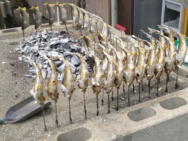 子持ち鮎の塩焼き_たなかや